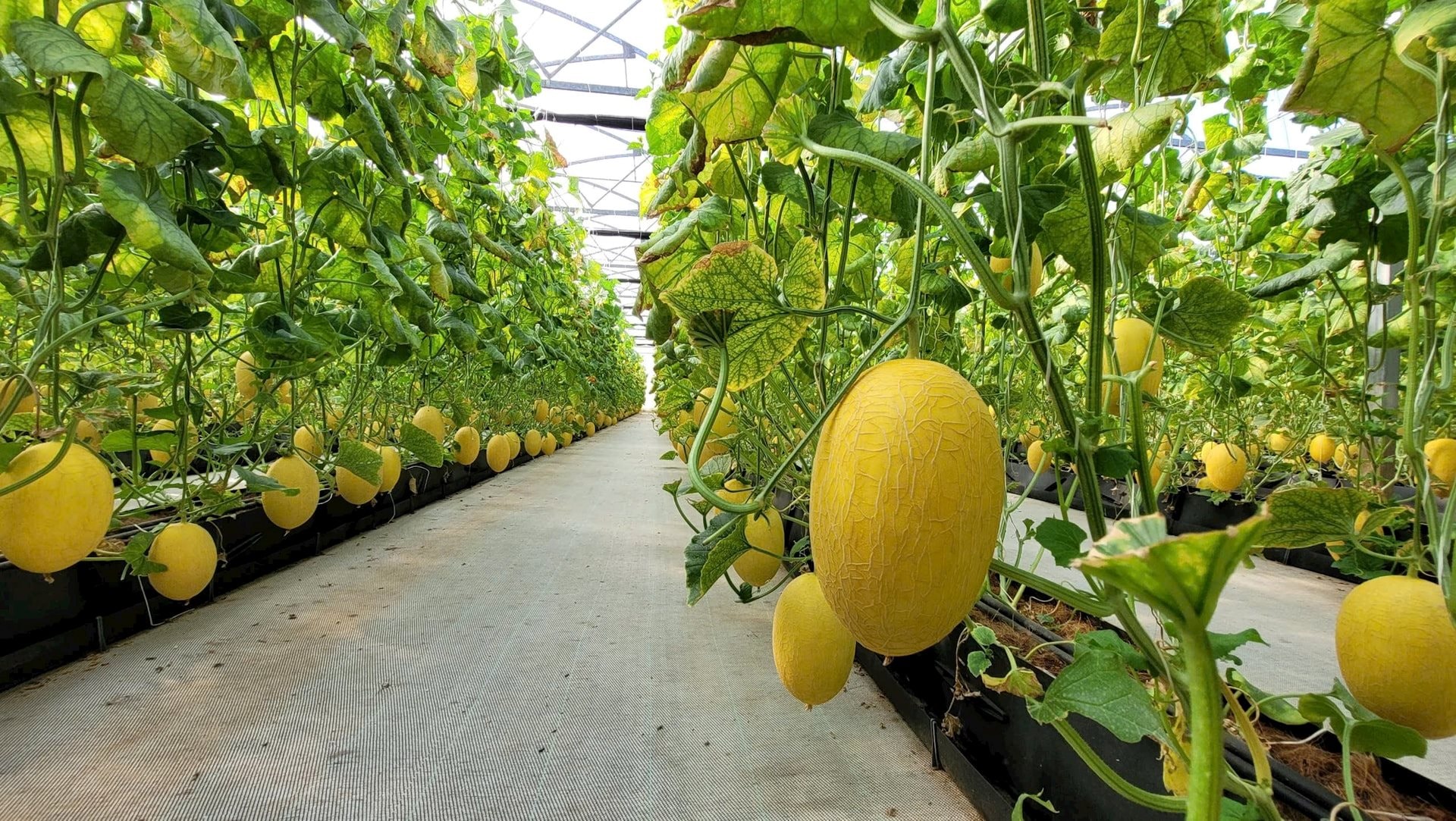 Dự án Khu Nông nghiệp Hồng Thuận