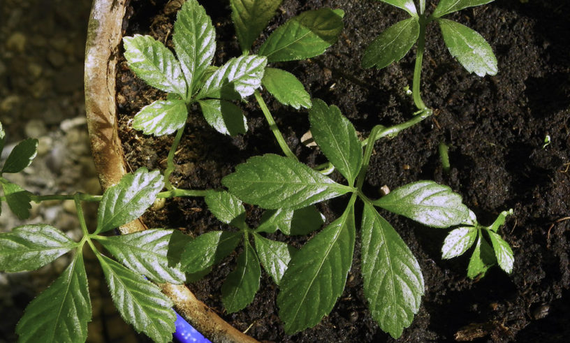 Quy trình quản lý tổng hợp theo GACP-WHO đối với cây dược liệu Giảo cổ lam