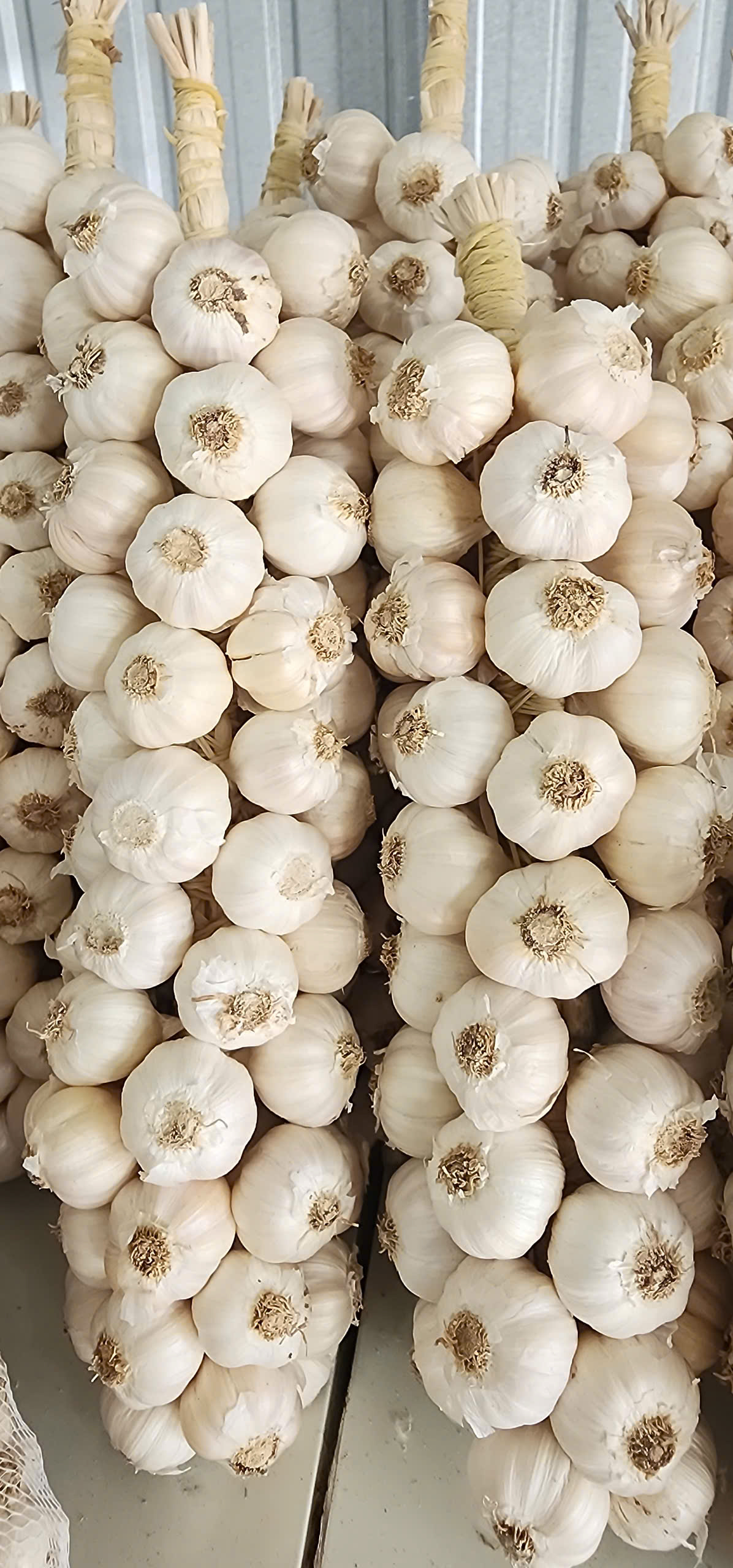 Tỏi trắng Phú Sinh